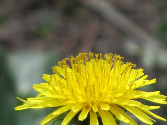 Yellow Candy-Canes