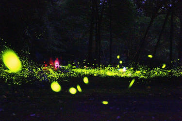 Firefly (1)