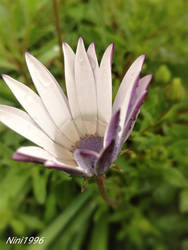 Flower's chalice