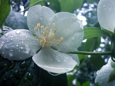 Flower after rain