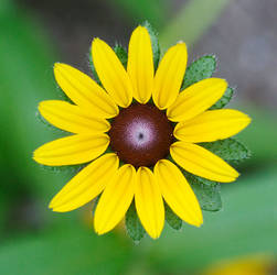 Yellow Flower