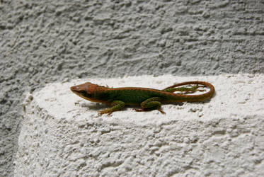 Another Anole!