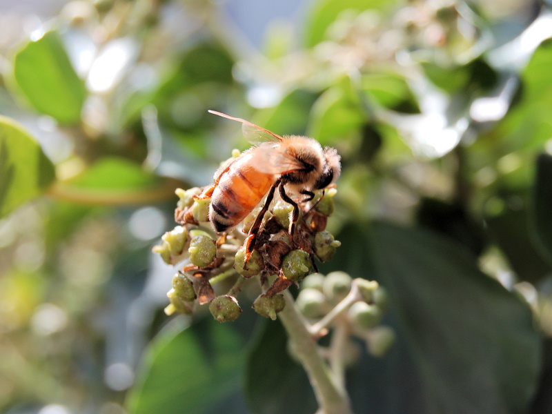 Translucent Bee