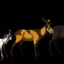 The Deer