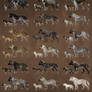 Canine-Feline Hybrid Adoptables