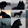 The Hound