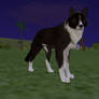 Border Collie Preset