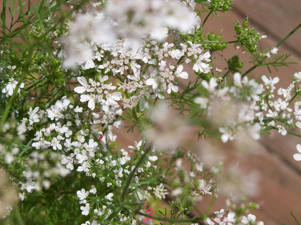 RCP 1: Flower Flurries