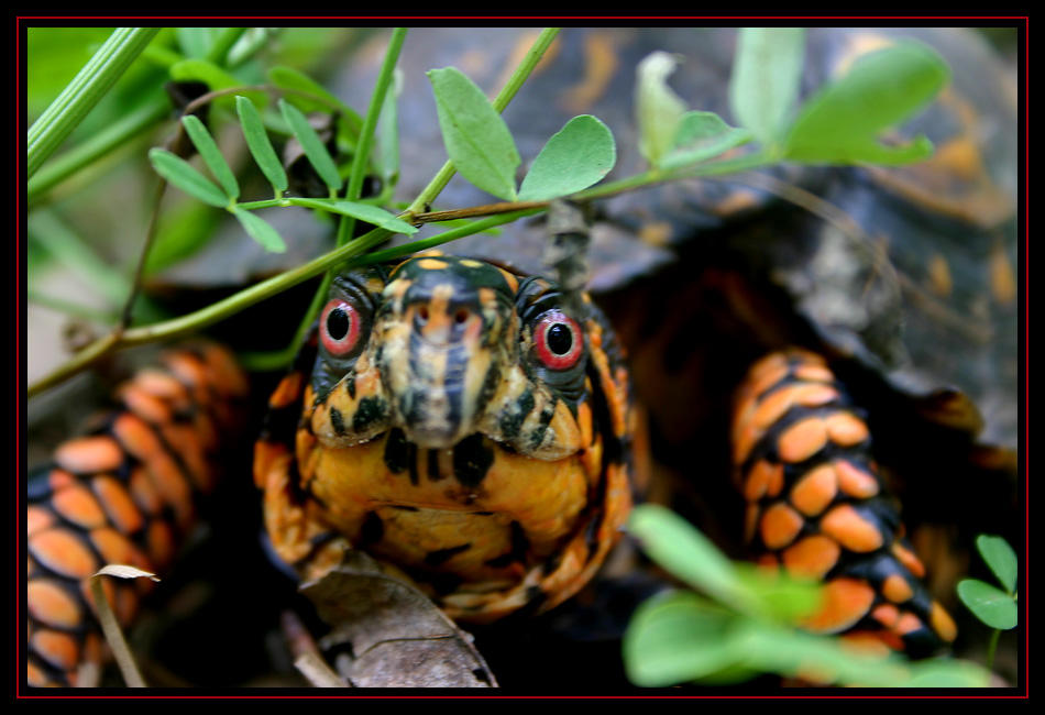 Turtle Yurtle Yurtle the Turtle by MystaPaul on DeviantArt