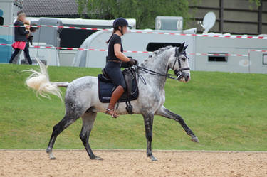 Warmblood - Dapple Grey - Working/ Dressage