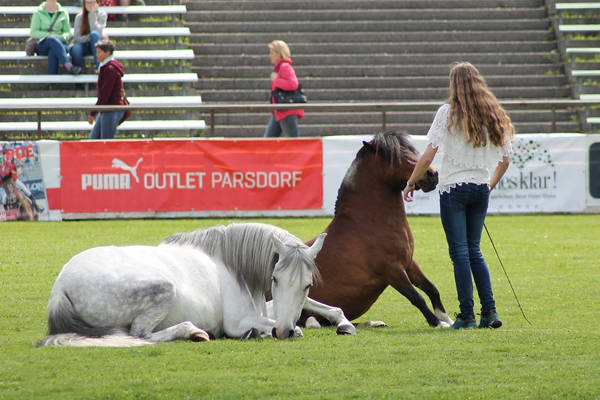 Pony Mare - Dapple Grey - Natural Horsemanship