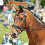 Warmblood - Bay - Dressage Training