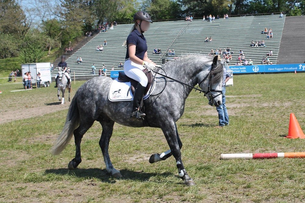 German Riding Crops German Riding Pony - Dark Dappled Grey - English by OrleanTribute on ...