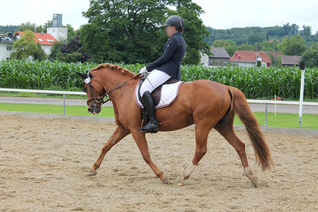 German Riding Crops German Riding Pony - Chestnut - Dressage by OrleanTribute on DeviantArt