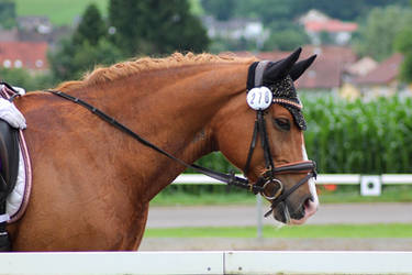 German Riding Pony - Chestnut - Dressage