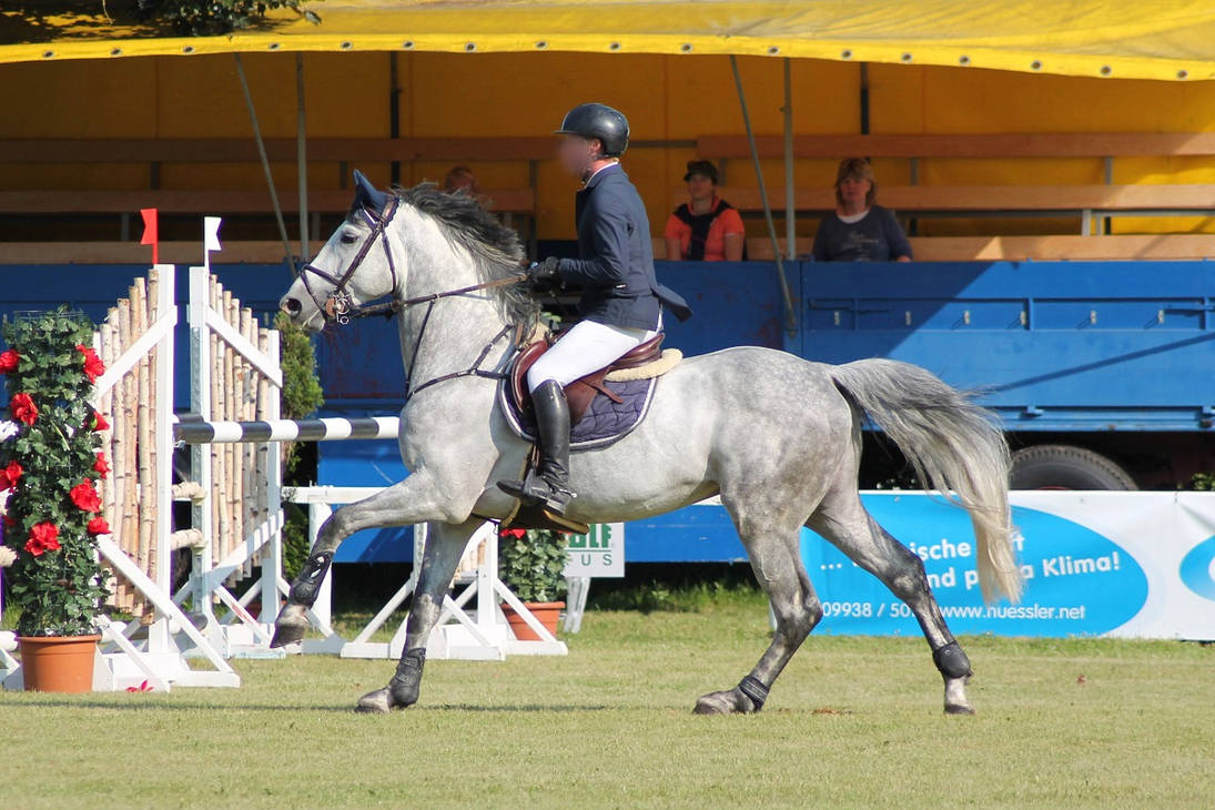 Warmblood - Dappled Grey - Show Jumping Nr.359 by OrleanTribute on ...