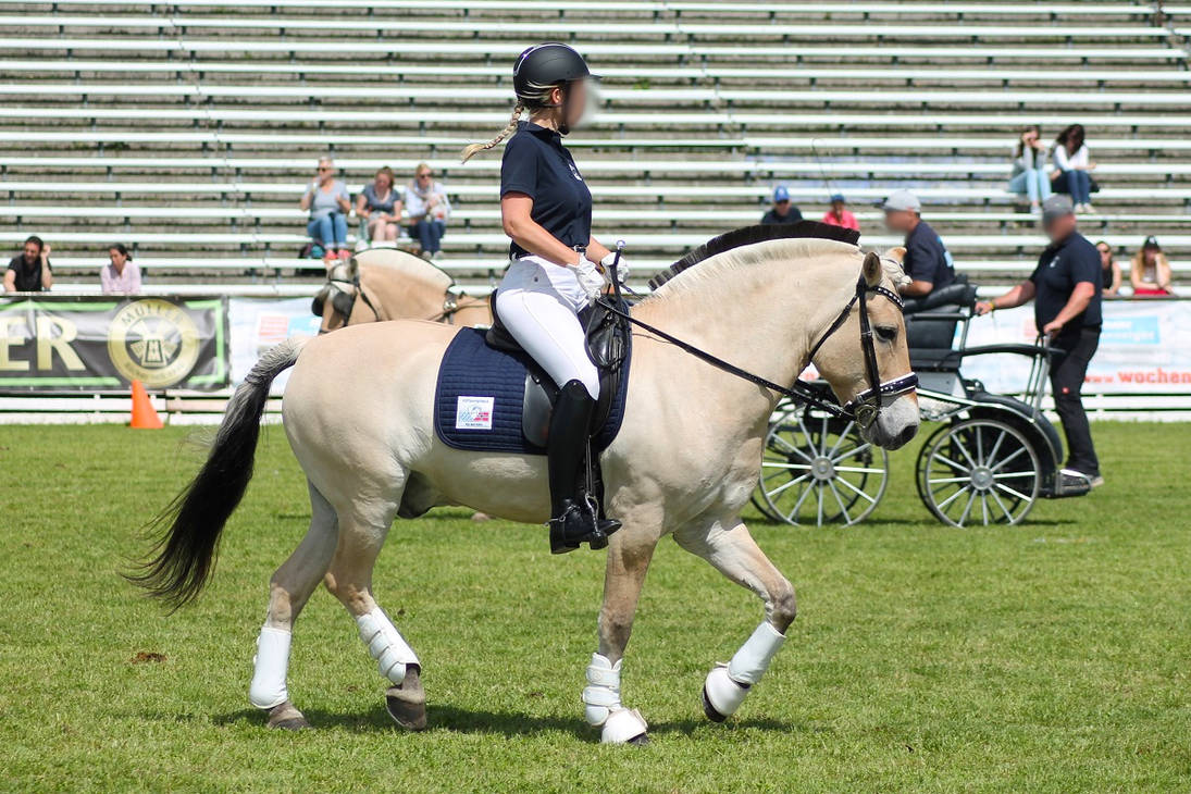 Norwegian Fjord Horse - Bay Dun - Ridden 1 by OrleanTribute on DeviantArt