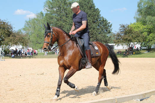 German Warmblood - Bay - Working Equitation