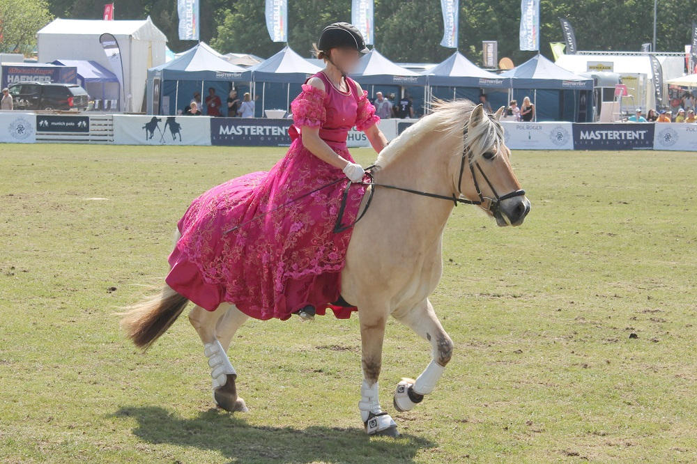 Norwegian Fjord Horse - Bay Dun - Show by OrleanTribute on DeviantArt