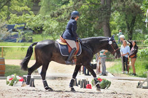 P.R.E. - Black - Washed Snip - Working Equitation