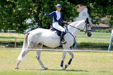 Warmblood - Light Dappled Grey - SH 3