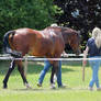 Warmblood - Red Bay - Show Jumping 10