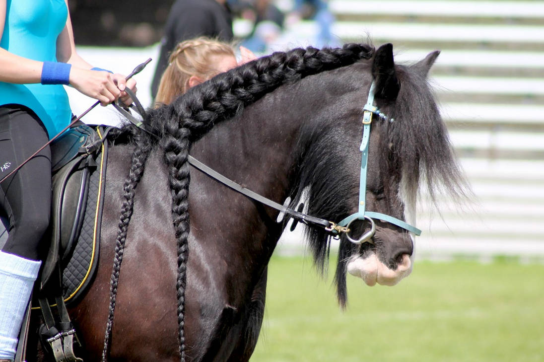 Irish Cob Black With Blaze Show 4 By OrleanTribute On DeviantArt irish-cob-black-with-blaze-show-4-by-orleantribute-on-deviantart