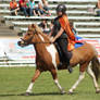 Icelandic - Light Chestnut Tobiano - Show 3