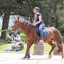 Quarter Horse - Liver Chestnut - Schooling Lesson