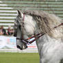 P.R.E. - Dappled Grey Stallion - Show 1