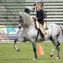 P.R.E. - Dappled Grey Stallion - Show 4