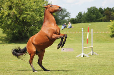 Lusitano - Bay no Markings - Horsemenship 16