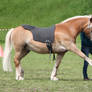 Haflinger - Chestnut Flaxen - Show with Dog 2