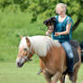 Haflinger - Chestnut Flaxen - Show with Dog 13