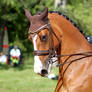 Warmblood - Light Bay Blaze and Socks - Dressage 6