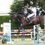 Warmblood - Black Mare - Show Jumping