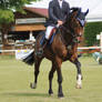 Beautiful Warmblood - Dappled Bay + Snip - Jumping