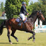 Warmblood - Dark Bay + two Socks - Show Jumping