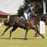 Warmblood - Black with Socks - Show Jumping