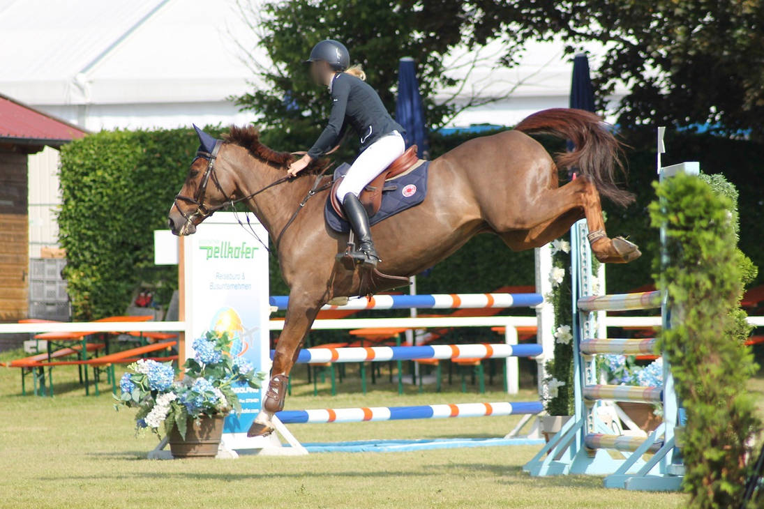 French Warmblood - Chestnut? - Show Jumping by OrleanTribute on DeviantArt