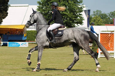 Warmblood - Dappled Grey - Jumping