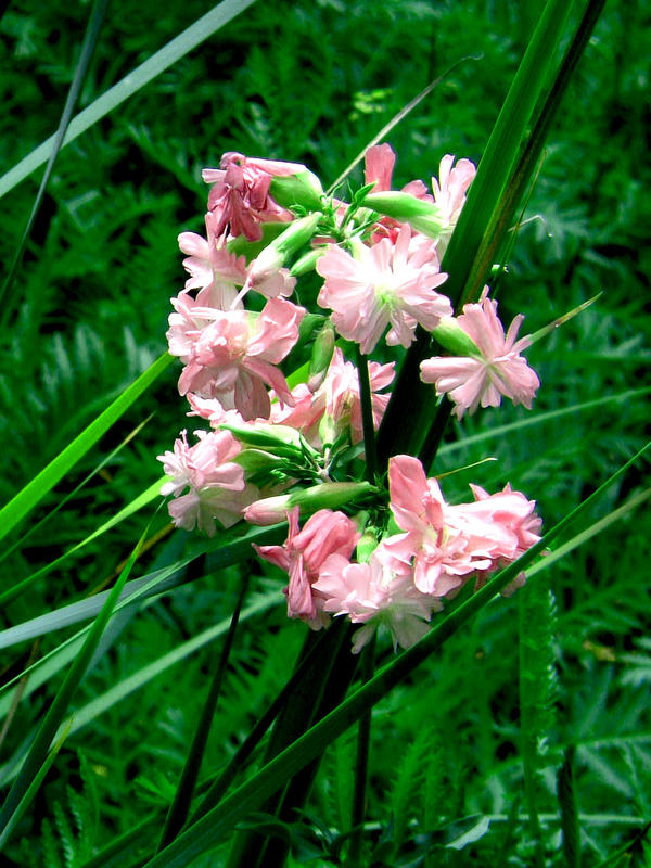 little pink flowers