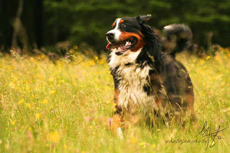 Mallnitz meadow