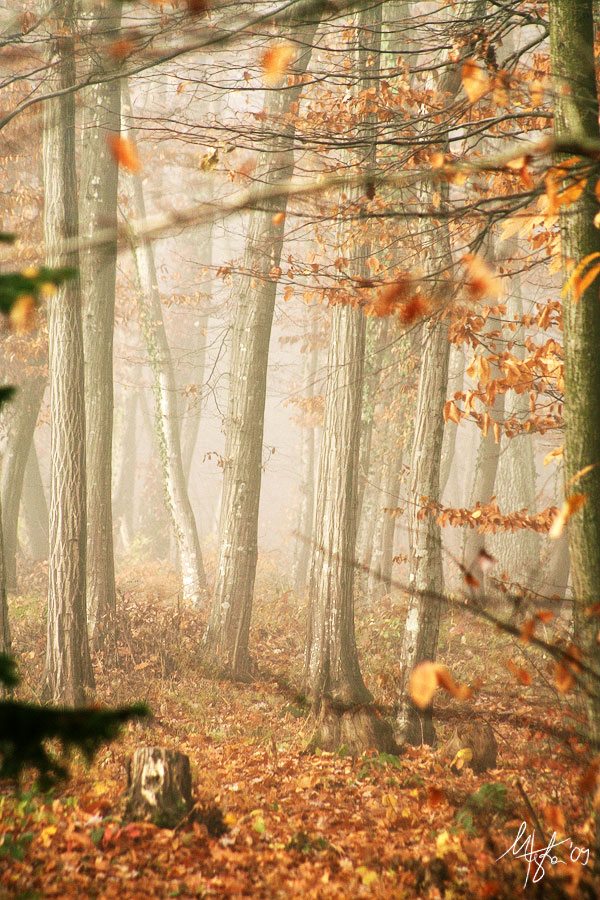 Foggy morning