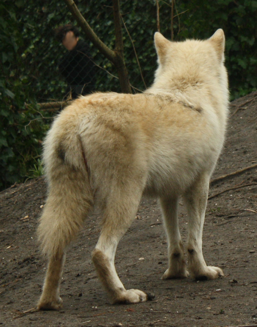 His back - Wolf Stock by LosRebeckos on DeviantArt