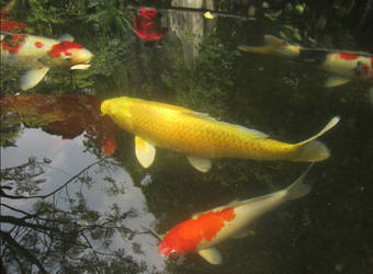 the golden koi