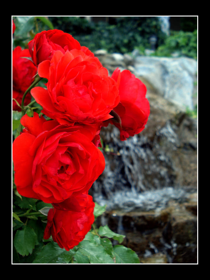 Red Roses And Waterfalls by Leishy on DeviantArt