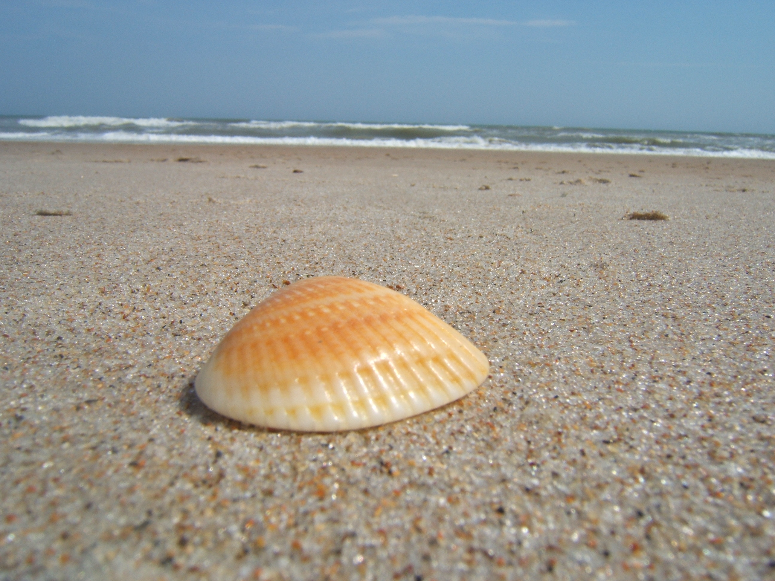 Seashell's-eye-view