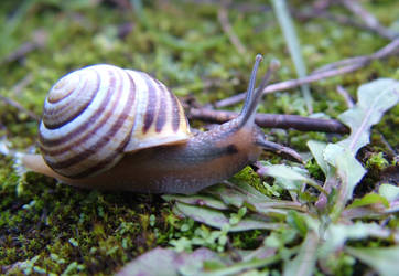 Snail