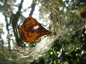 Autumn Web